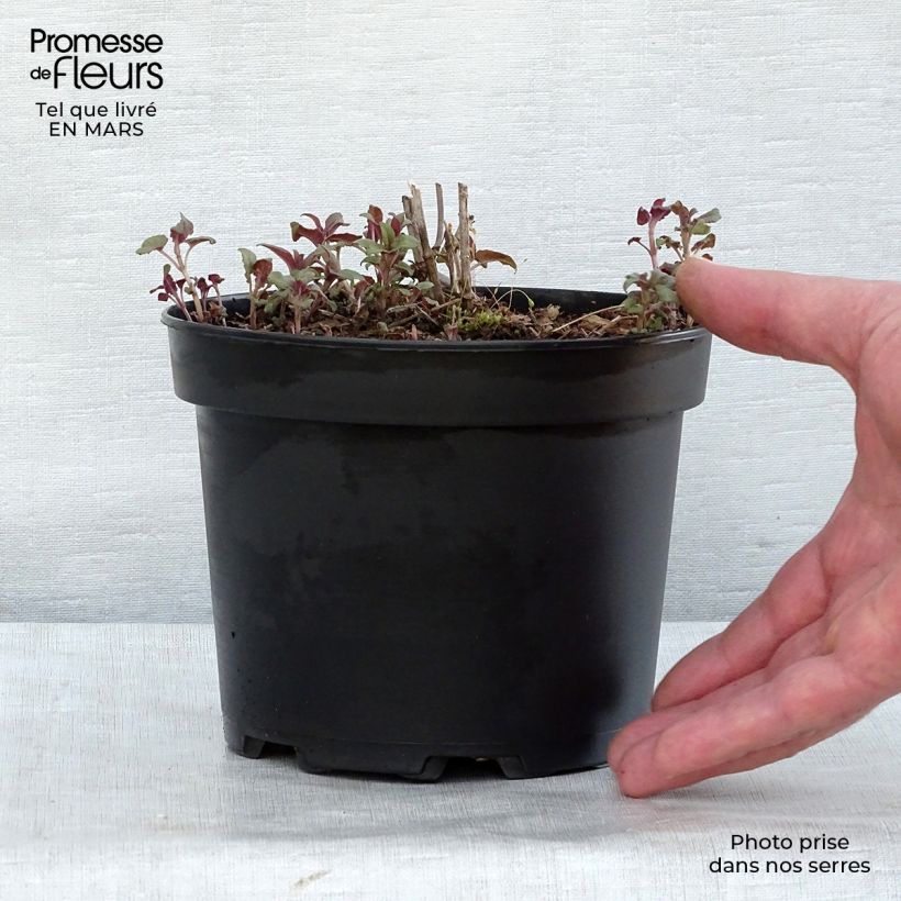 Exemplaar van Monarda fistulosa Scorpion - Bergamotplant Pot van 2 l/3 l zoals geleverd in de lente