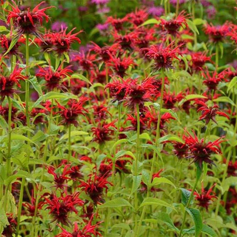 Monarda Squaw - Bergamotplant (Flowering)