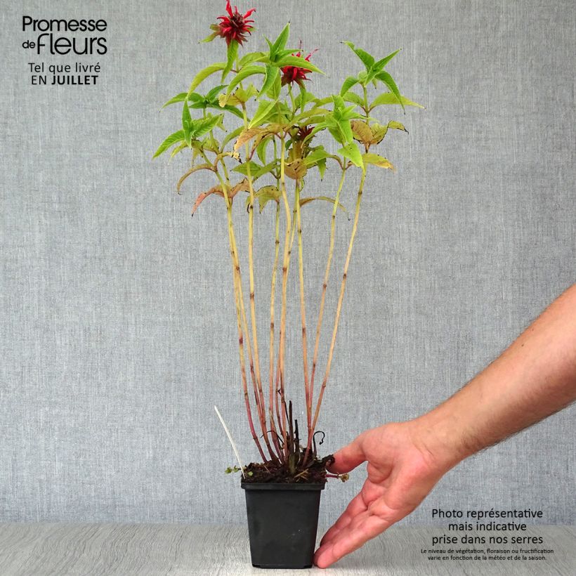 Exemplaar van Monarda Squaw - Bergamotplant Kweekpotje van 8/9 cm zoals geleverd in de zomer