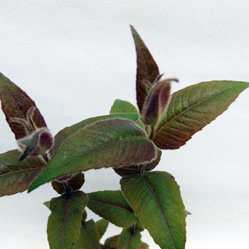 Monarda bradburiana - Bergamotplant (Foliage)