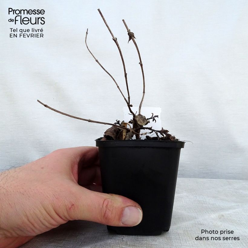 Example of Monarde bradburiana - Bergamote sauvage Kweekpotje van 8/9 cm as you get in hiver