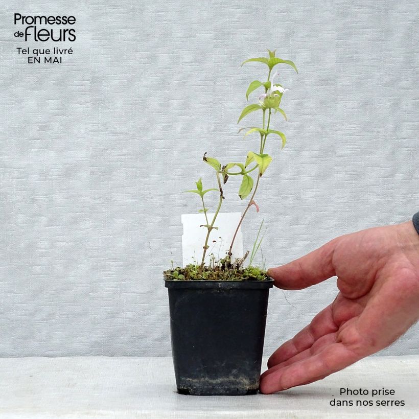 Exemplaar van Monarda bradburiana - Bergamotplant Kweekpotje van 8/9 cm zoals geleverd in de lente