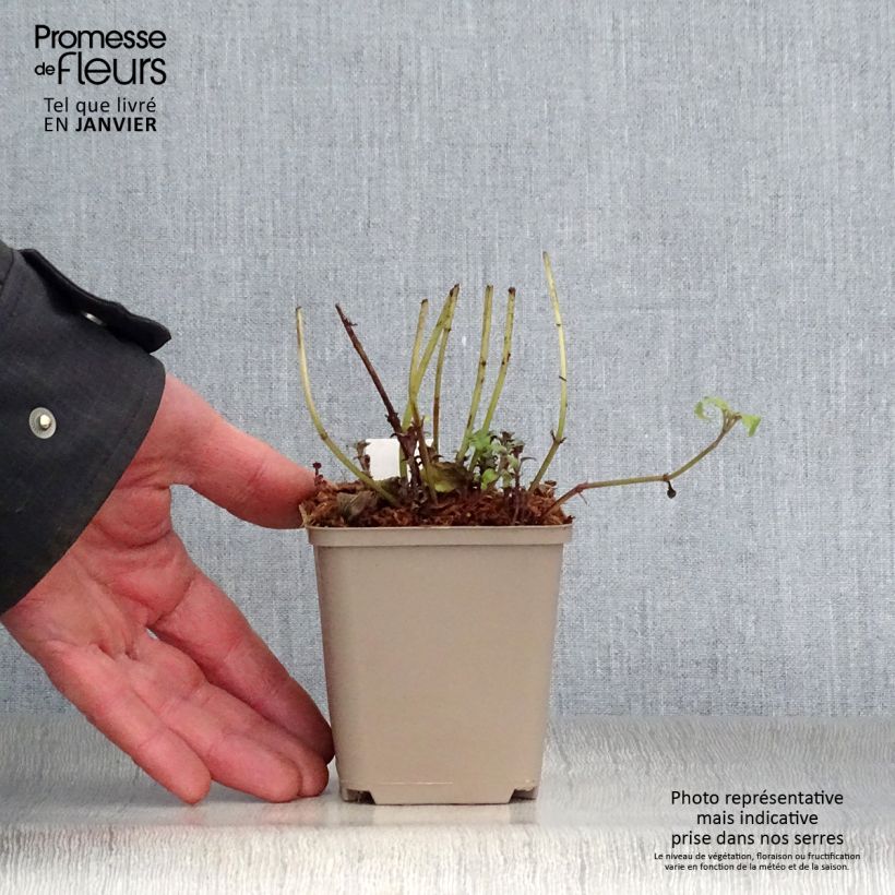 Example of Monarda fistulosa menthifolia - Wilde bergamot Kweekpotje van 8/9 cm as you get in hiver