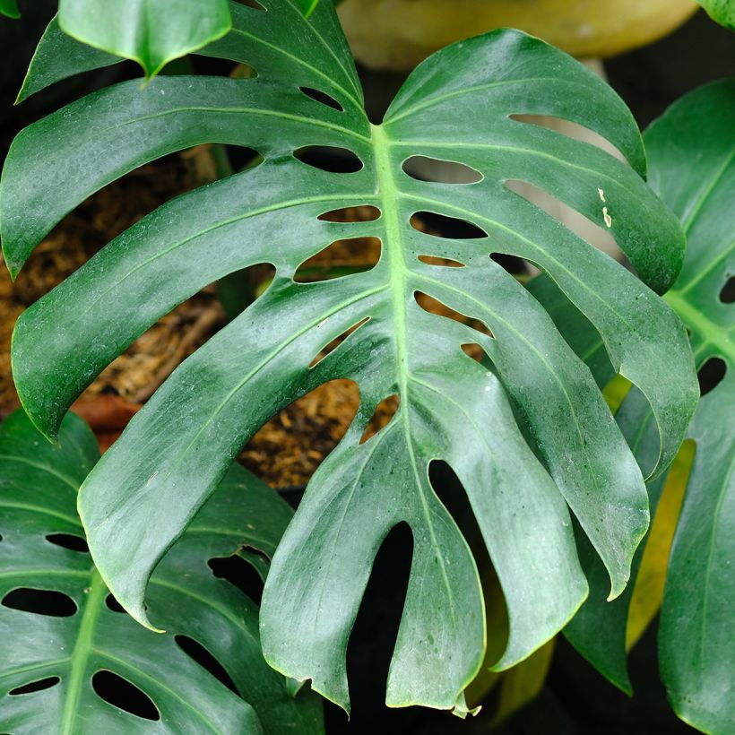 Monstera deliciosa - Gatenplant (Blad)