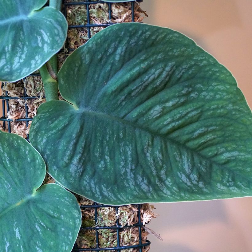 Monstera dubia (Blad)