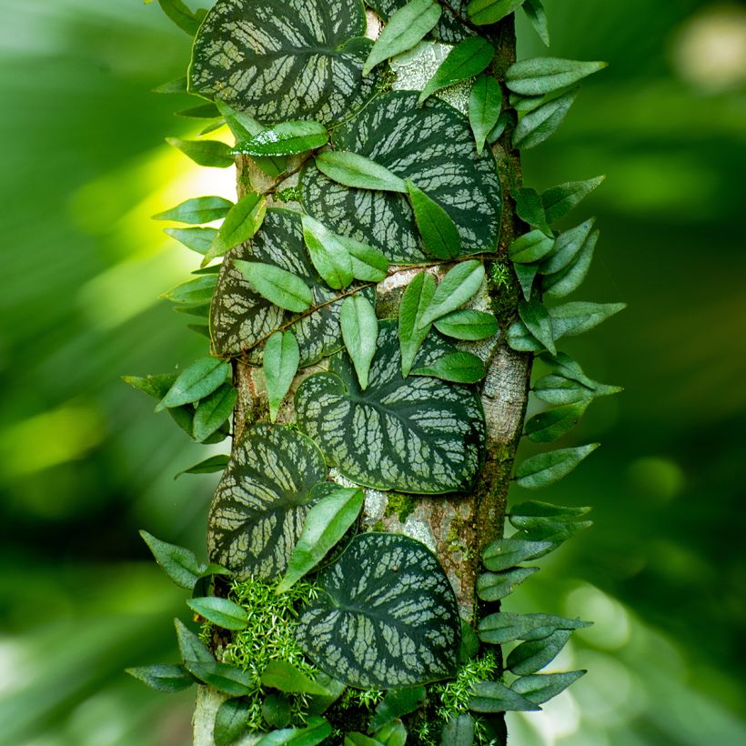 Monstera dubia (Groeiplaats)