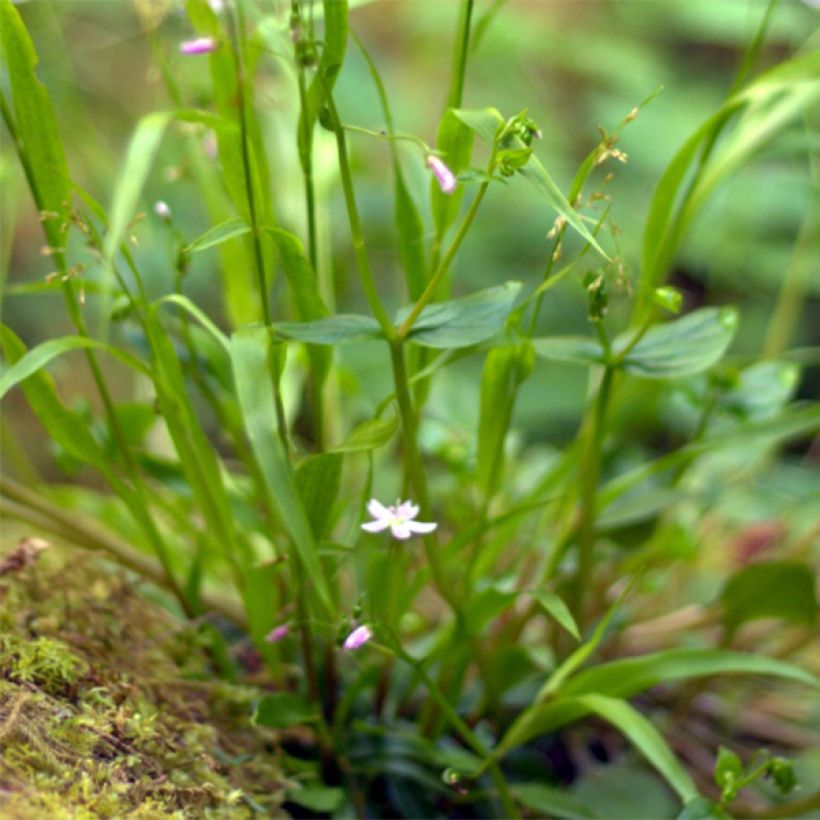 Claytonia sibirica - Roze winterpostelein (Foliage)