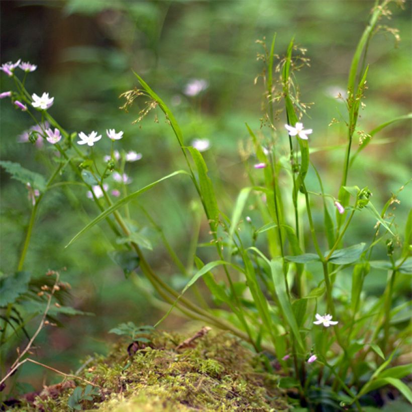 Claytonia sibirica - Roze winterpostelein (Plant habit)
