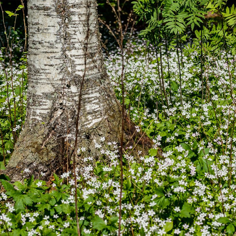 Claytonia sibirica Alba - Roze winterpostelein (Groeiplaats)