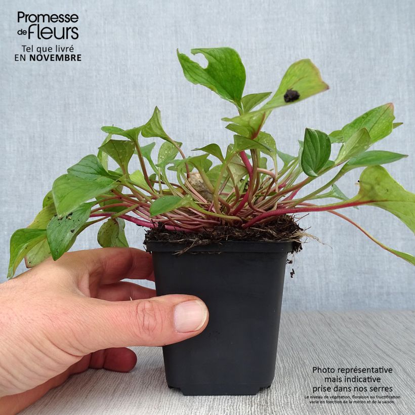 Exemplaar van Claytonia sibirica - Roze winterpostelein Kweekpotje van 8/9 cm zoals geleverd in de herfst