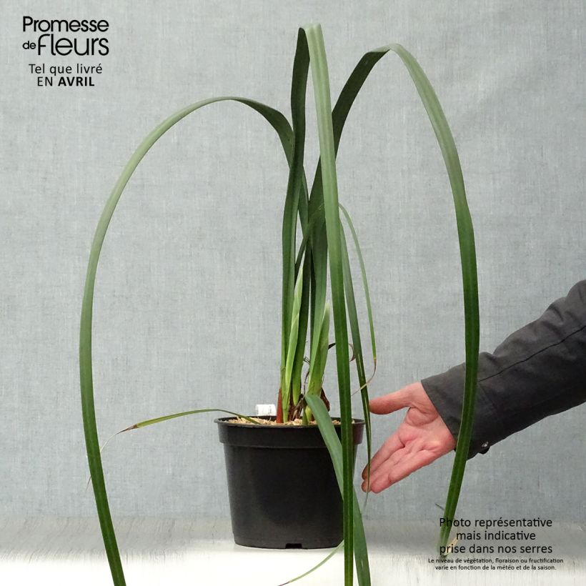 Exemplaar van Moraea huttonii - Afrikaanse iris Pot van 4 l/5 l zoals geleverd in de lente