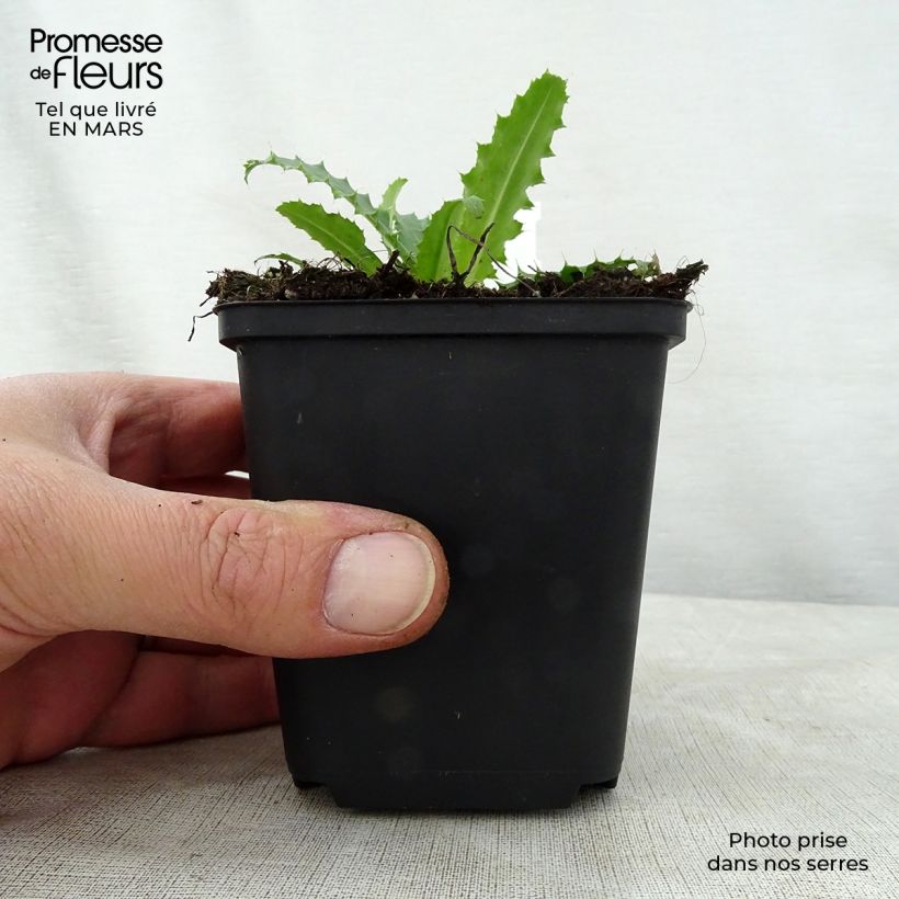 Exemplaar van Morina longifolia - Kransbloem Kweekpotje van 8/9 cm zoals geleverd in de lente