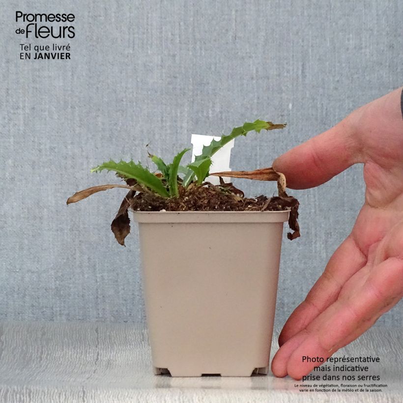 Example of Morina longifolia Kweekpotje van 8/9 cm as you get in hiver