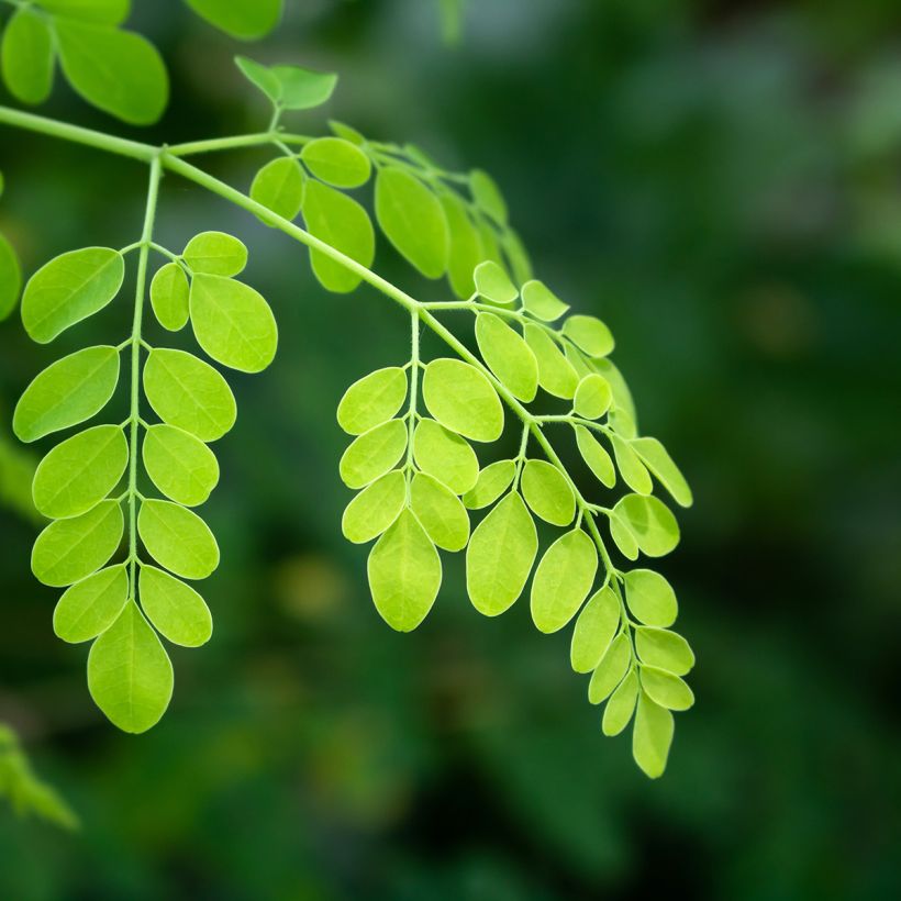 Moringa oleifera - Moringaboom (Foliage)