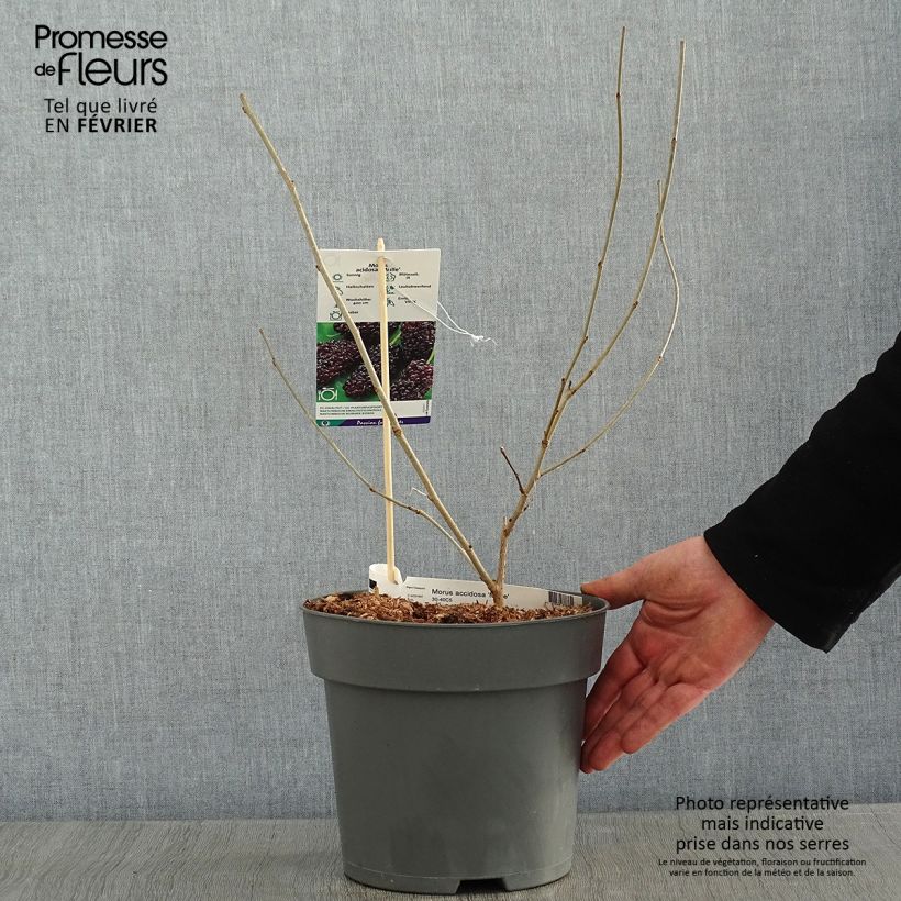 Example of Morus acidosa Mulle - Mûrier de Corée Pot van 3 l/4 l as you get in hiver