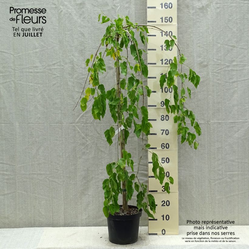 Exemplaar van Morus alba Pendula - Witte moerbei Pot van 7,5 l/10 l, Stengel zoals geleverd in de zomer