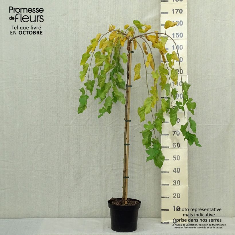 Exemplaar van Morus alba Pendula - Witte moerbei Pot van 7,5 l/10 l, Stengel zoals geleverd in de herfst
