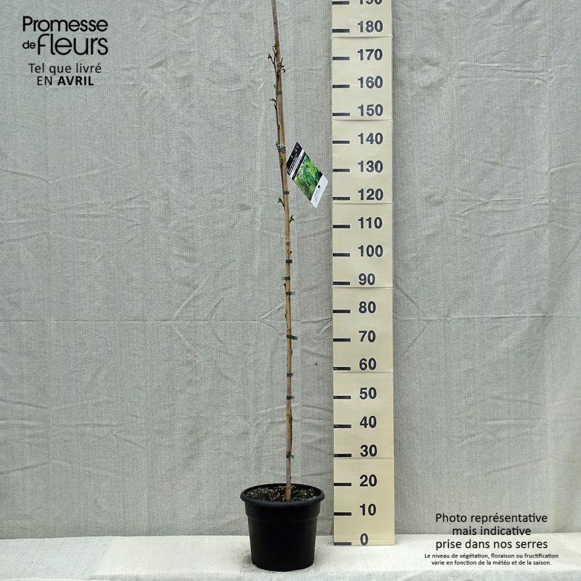 Example of Morus kagayamae (bombycis) - Mûrier platane Pot van 7,5 l/10 l as you get in printemps