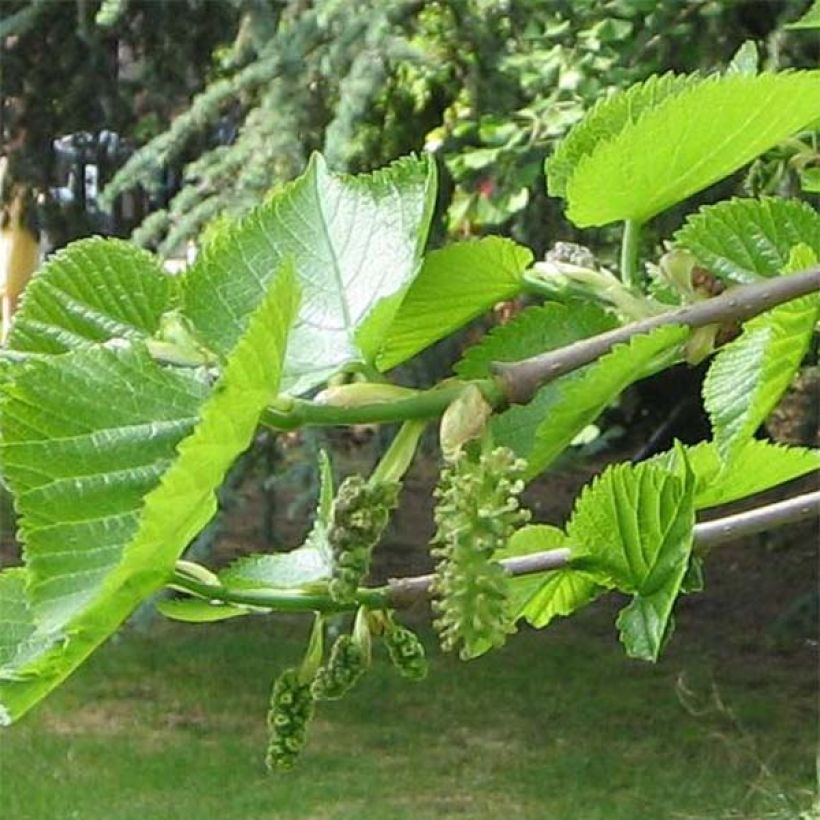 Morus nigra - Zwarte moerbei (Foliage)
