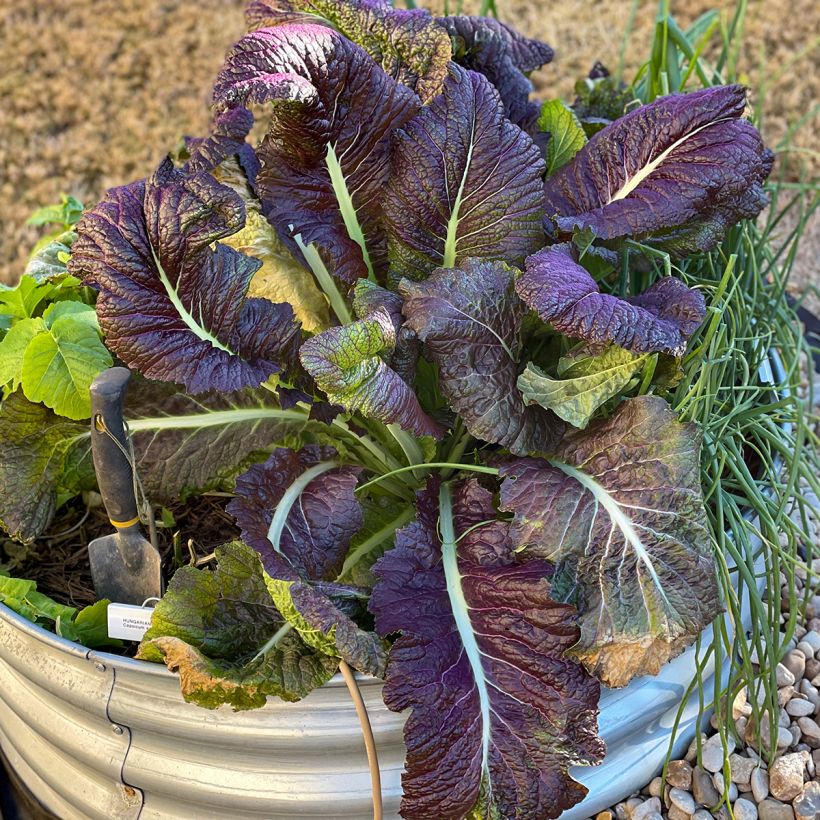 Mosterdsla Red Giant BIO - Ferme de Sainte Marthe (Groeiplaats)