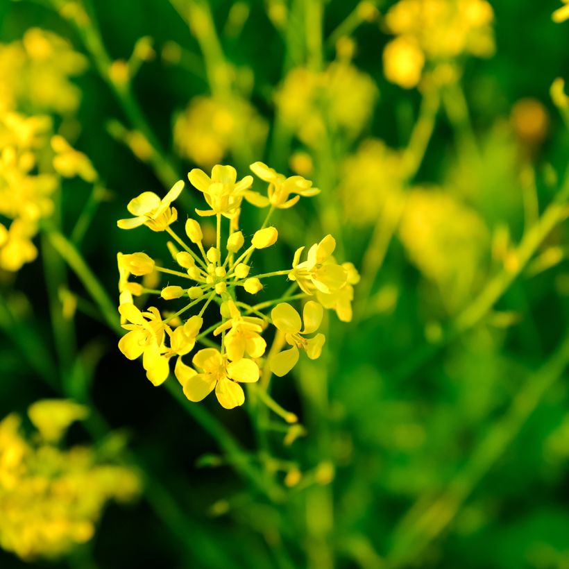 Witte mosterd groenbemester - Sinapis alba (Bloei)