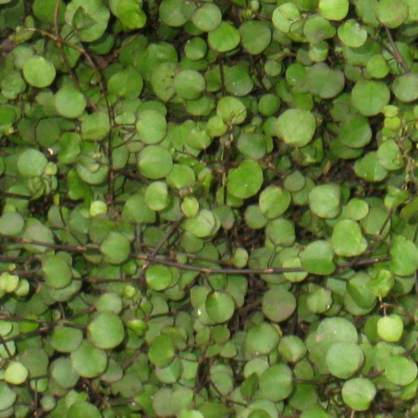 Muehlenbeckia axillaris - Draadplant (Foliage)