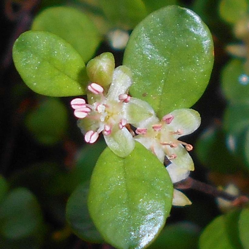 Muehlenbeckia axillaris - Draadplant (Flowering)