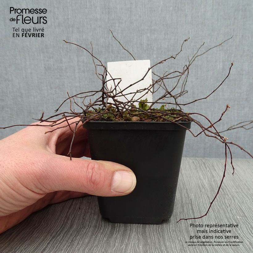 Example of Muehlenbeckia axillaris - Draadplant Kweekpotje van 8/9 cm as you get in hiver