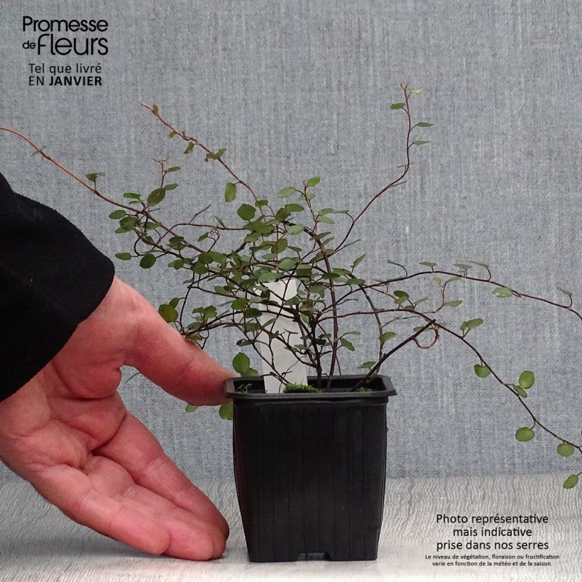 Example of Muehlenbeckia complexa  Kweekpotje van 8/9 cm as you get in hiver