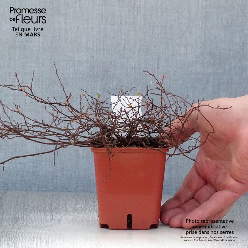 Exemplaar van Muehlenbeckia complexa Golden Girl - Draadstruik Kweekpotje van 8/9 cm zoals geleverd in de lente