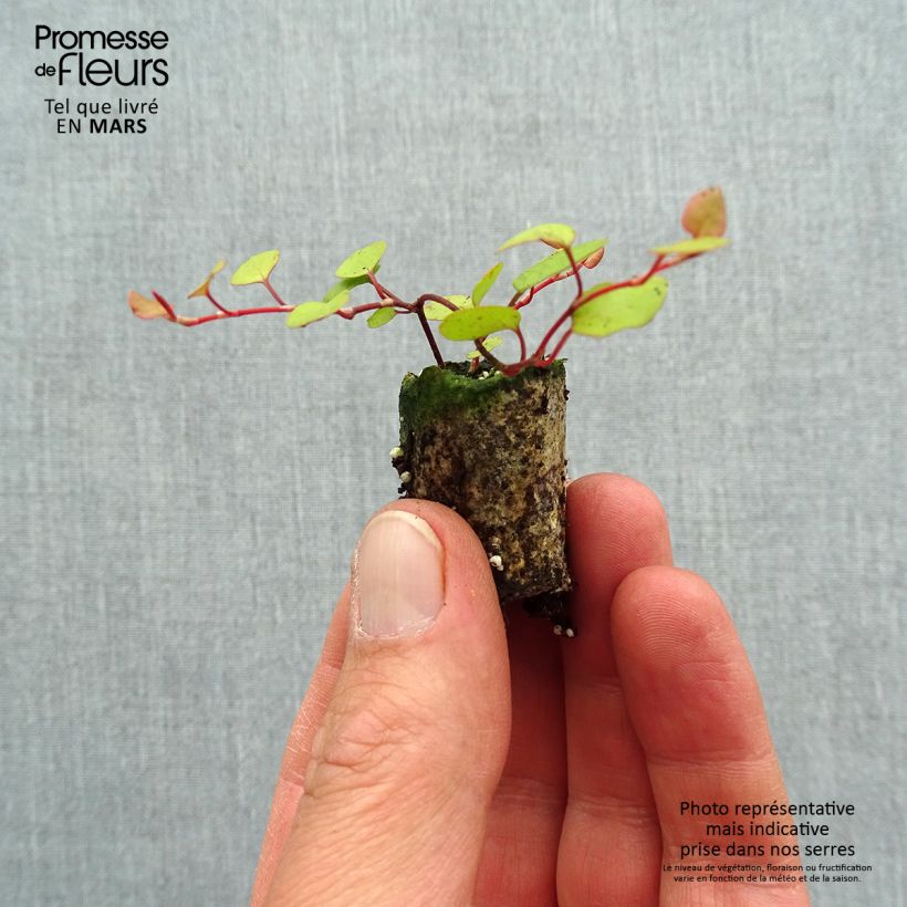 Example of Muehlenbeckia complexa Golden Girl - Muehlenbeckie Mini-mot Ø 3/4 cm as you get in printemps