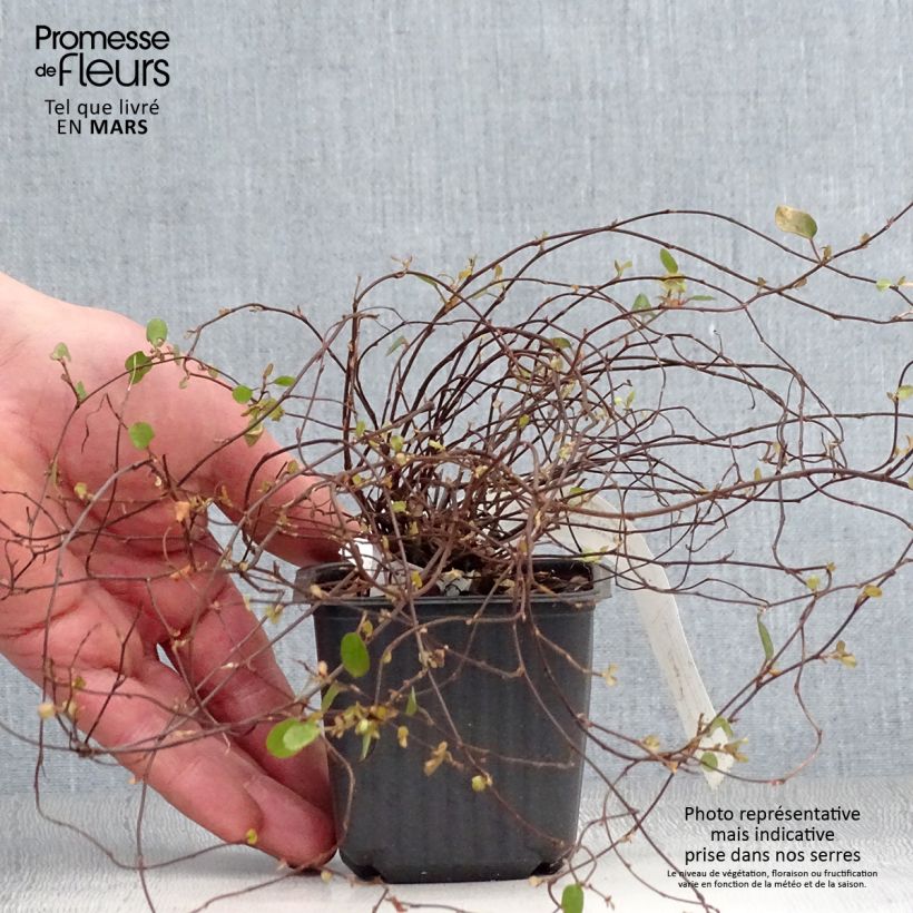 Exemplaar van Muehlenbeckia complexa Sealand Compact - Draadstruik Kweekpotje van 8/9 cm zoals geleverd in de lente