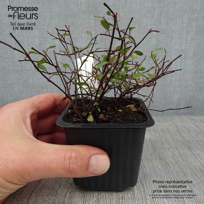 Example of Muehlenbeckia complexa Sealand Compact Kweekpotje van 8/9 cm as you get in hiver