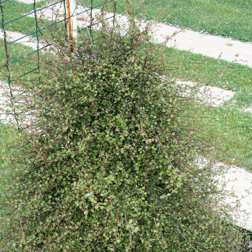 Muehlenbeckia complexa - Draadstruik (Plant habit)