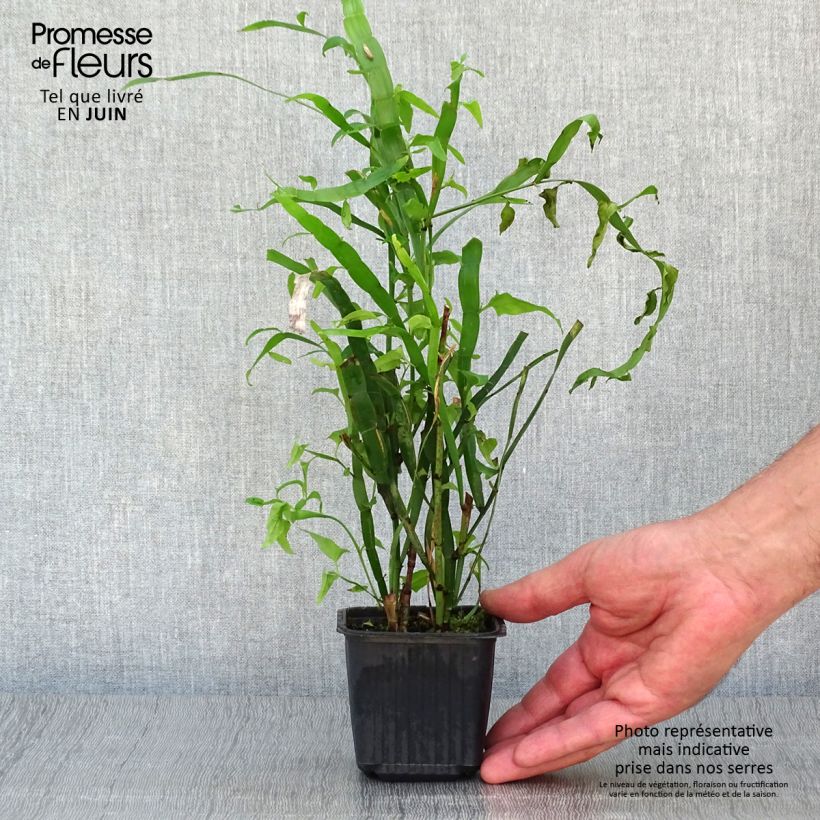 Exemplaar van Muehlenbeckia platyclada - Lintplant Kweekpotje van 8/9 cm zoals geleverd in de zomer