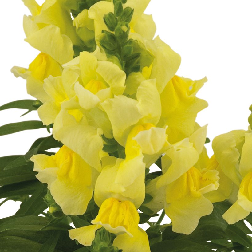 Leeuwenbek Dazzling Lips Lemon - Antirrhinum majus (Flowering)