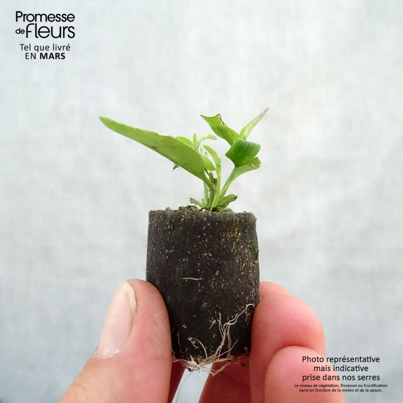 Exemplaar van Leeuwenbek Fruit Salad Up Purple - Antirrhinum Mini-mot Ø 3/4 cm zoals geleverd in de lente