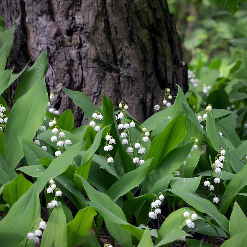Convallaria majalis - Lelietje-van-dalen (Groeiplaats)