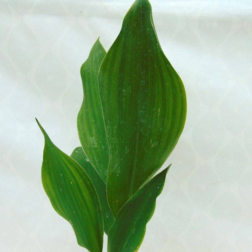 Convallaria majalis - Lelietje-van-dalen (Foliage)