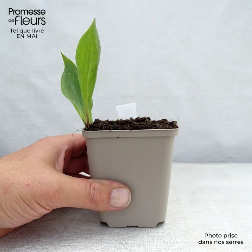 Exemplaar van Convallaria majalis - Lelietje-van-dalen Kweekpotje van 8/9 cm zoals geleverd in de lente