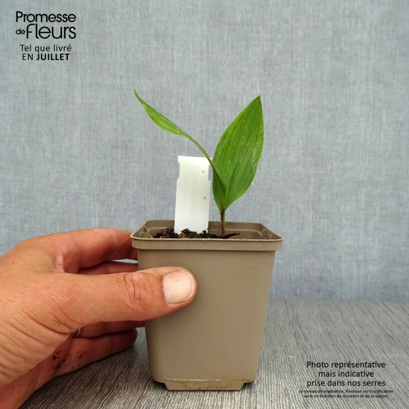 Exemplaar van Convallaria majalis - Lelietje-van-dalen Kweekpotje van 8/9 cm zoals geleverd in de zomer