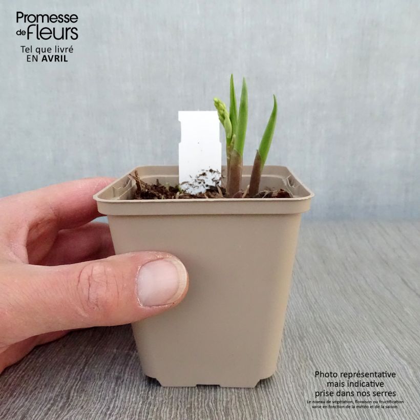 Exemplaar van Convallaria majalis Bordeaux - Lelietje-van-dalen Kweekpotje van 8/9 cm zoals geleverd in de lente