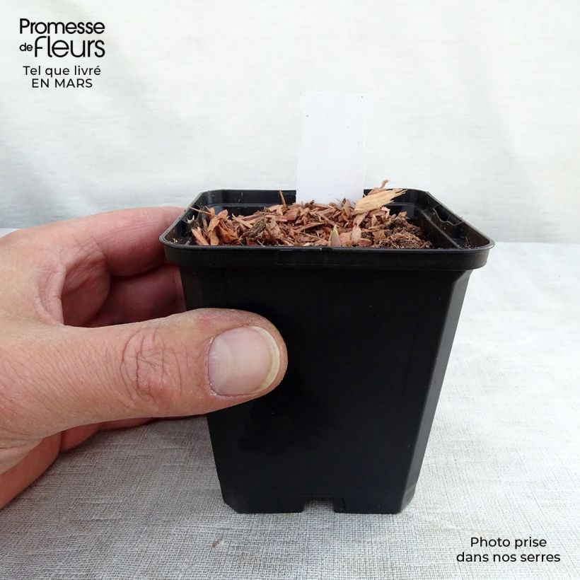 Exemplaar van Convallaria majalis Rosea - Lelietje-van-dalen roze Kweekpotje van 8/9 cm zoals geleverd in de lente