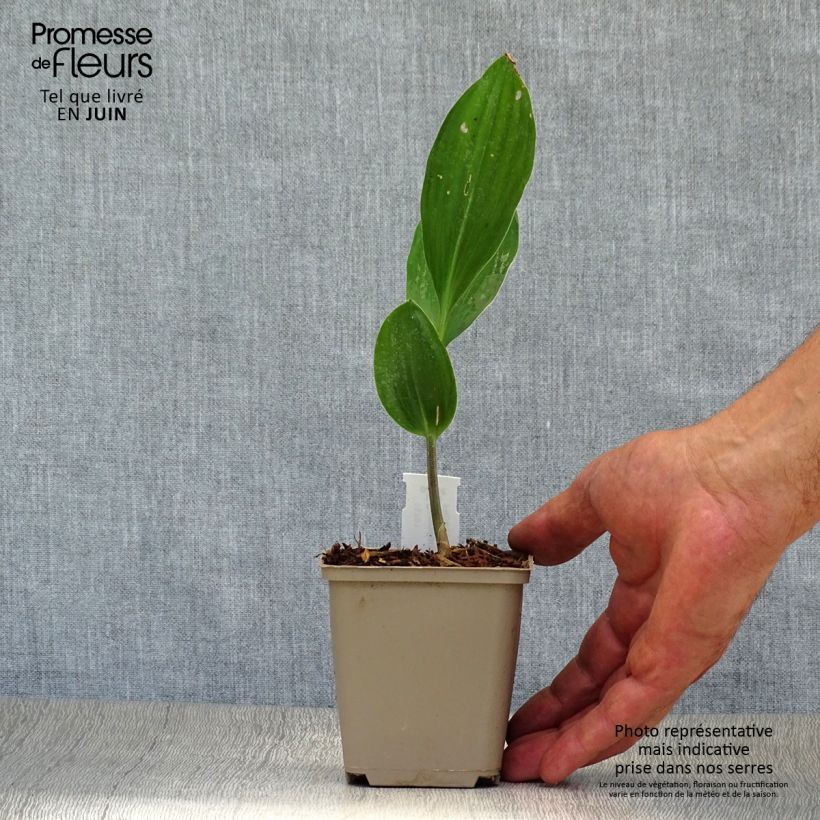 Exemplaar van Convallaria majalis Doreen - Lelietje-van-dalen Kweekpotje van 8/9 cm zoals geleverd in de zomer