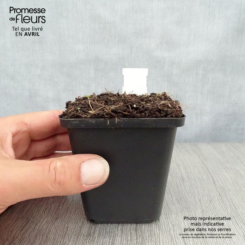 Exemplaar van Convallaria majalis Prolificans - Lelietje-van-dalen Kweekpotje van 8/9 cm zoals geleverd in de lente