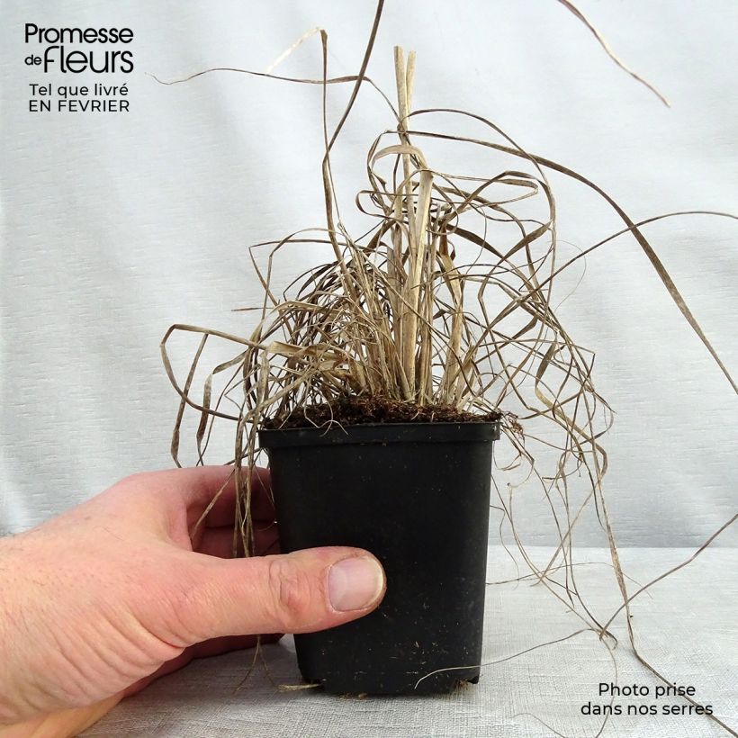 Example of Muhlenbergia rigens Kweekpotje van 8/9 cm as you get in hiver