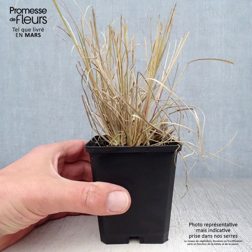 Exemplaar van Muhlenbergia rigens - Prairiegas Kweekpotje van 8/9 cm zoals geleverd in de lente