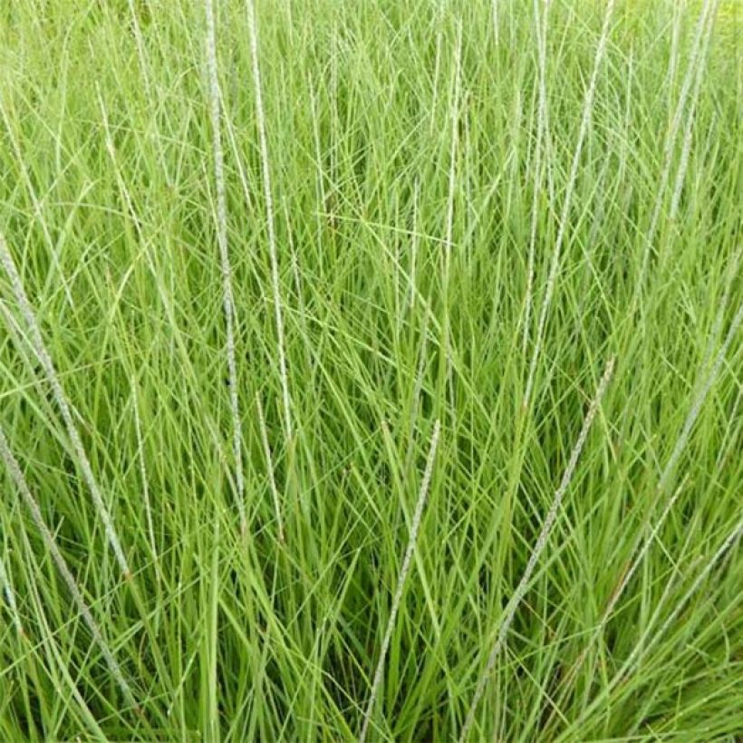 Muhlenbergia rigens - Prairiegas (Foliage)
