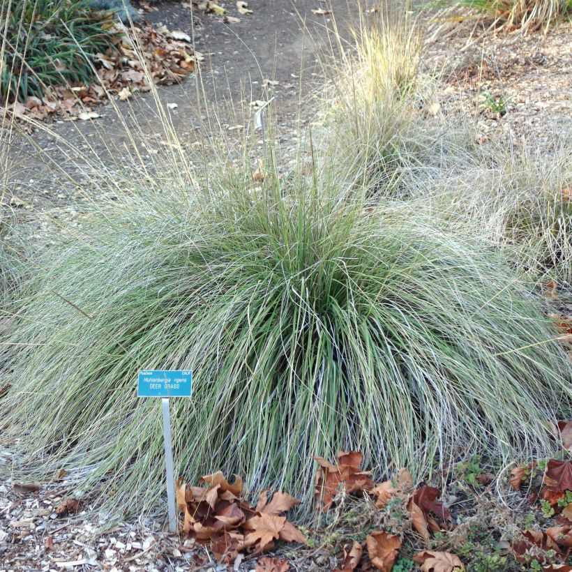 Muhlenbergia rigens - Prairiegas (Plant habit)