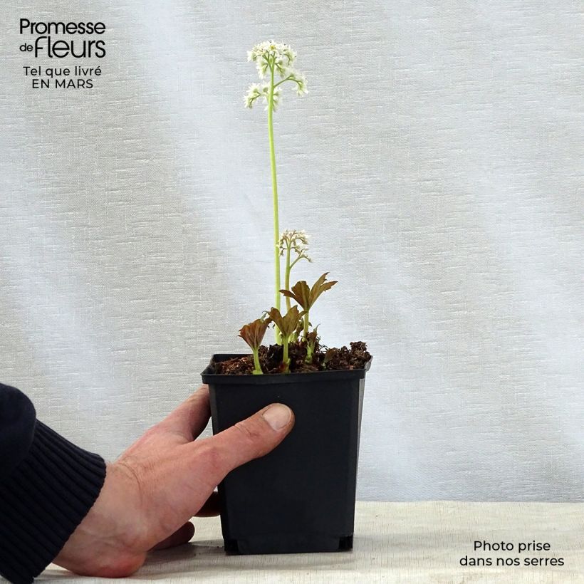 Exemplaar van Mukdenia rossii - Mukdenia Kweekpotje van 8/9 cm zoals geleverd in de lente